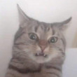avatar monik8